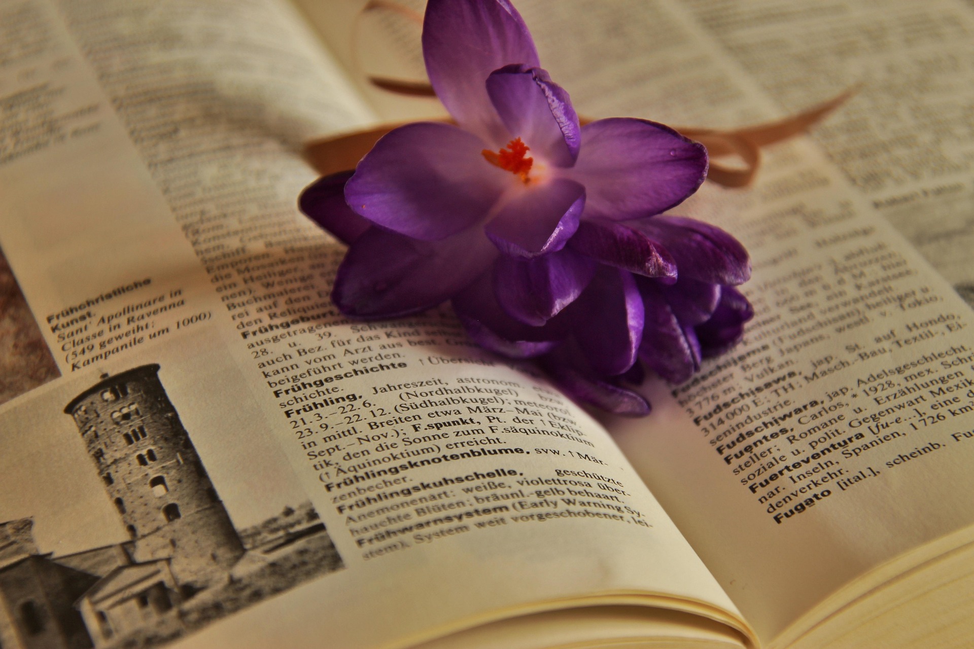 Vue de deux pages de définitions ouvertes avec une fleur posée entre les pages